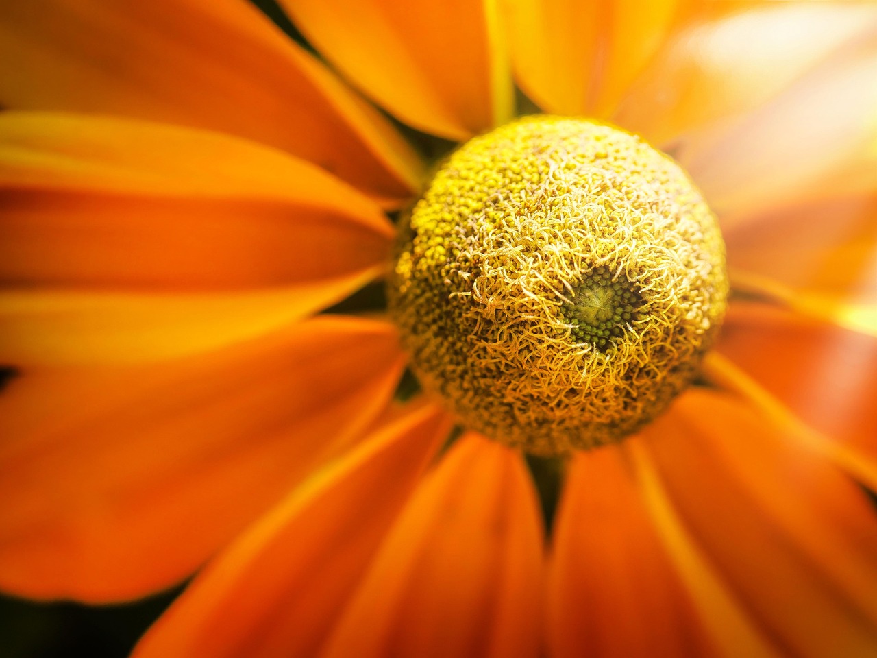 Up close shot of a fully bloomed orange flower.