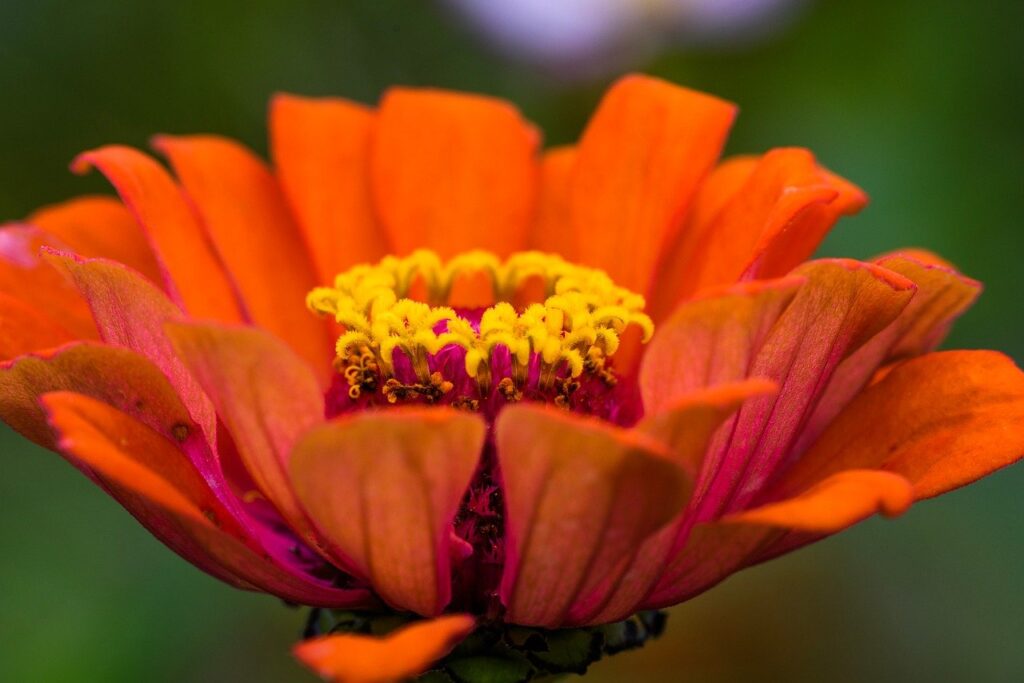 Image of an orange flower bloomed.