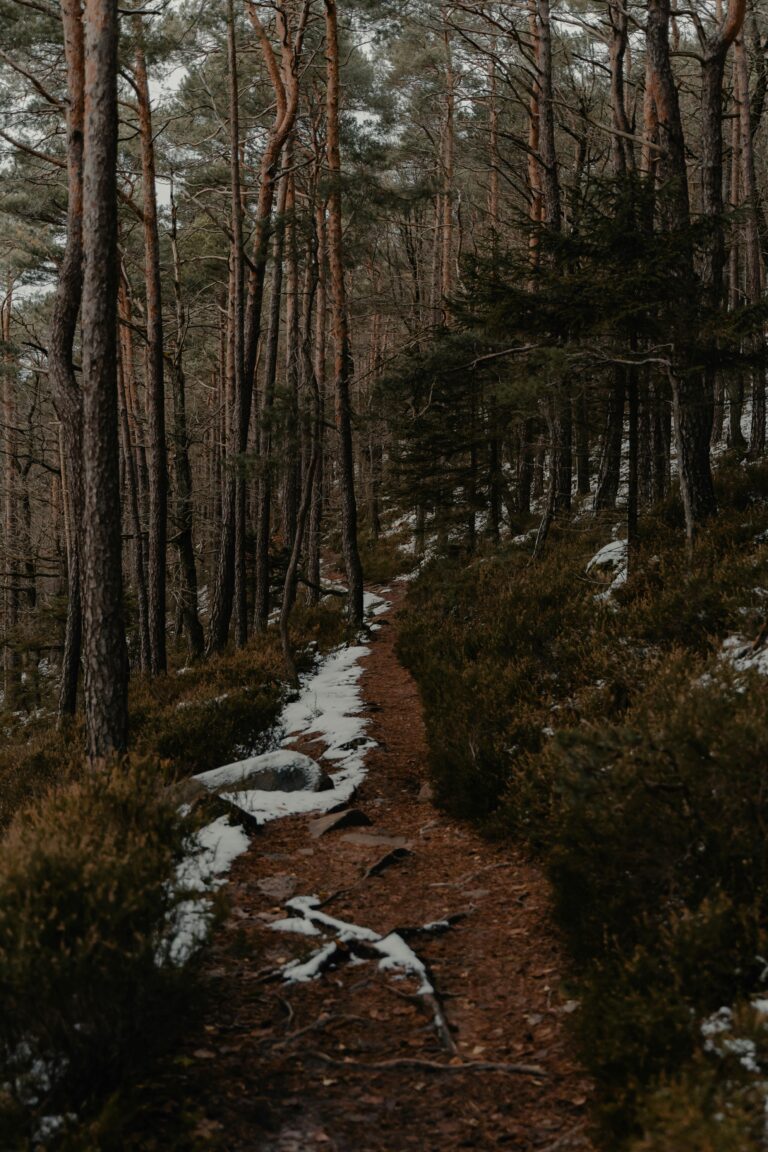 Image of a pathway with tress.