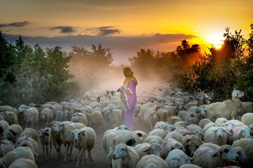 Image os a shepherd with sheep.