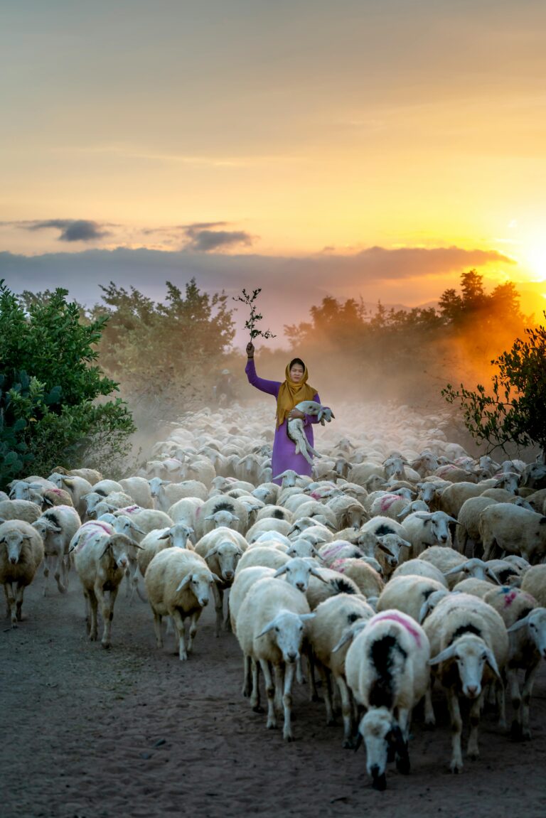 Image of a shepherd with sheep.