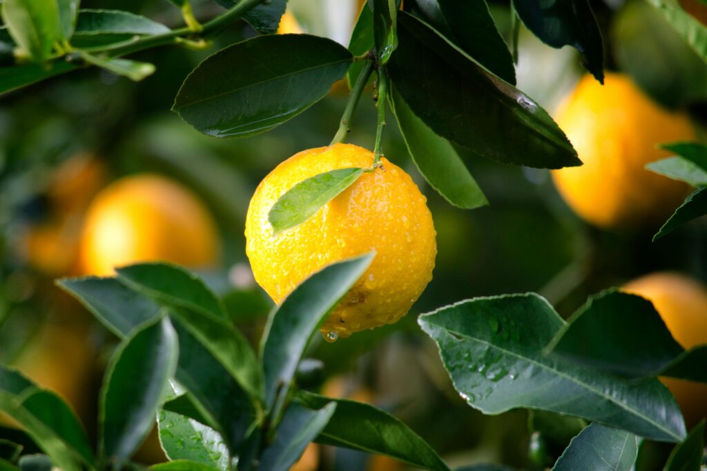 Image of lemons on a tree with leaves.