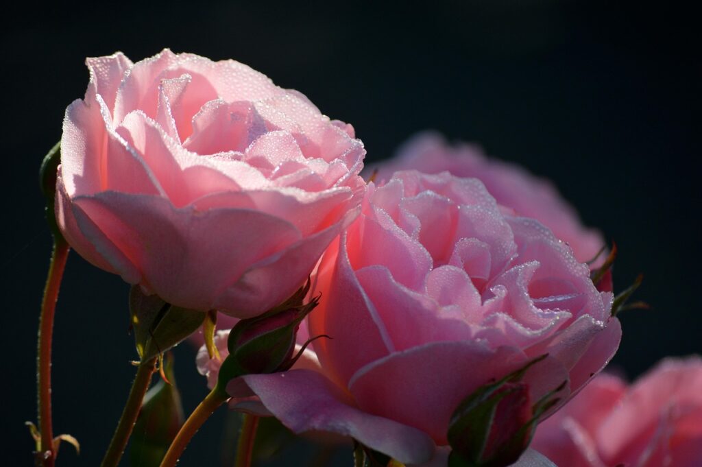 Up close shot of pink roses.