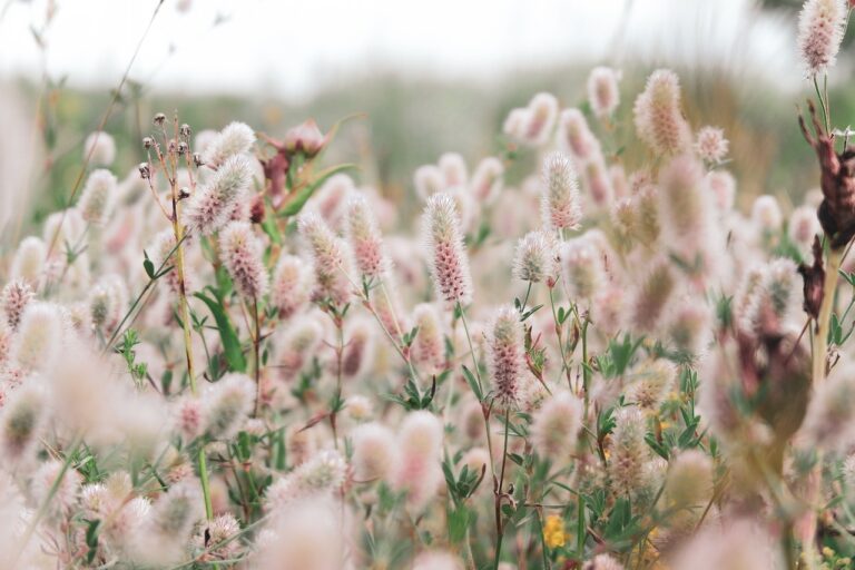 Image os flowers in a field.