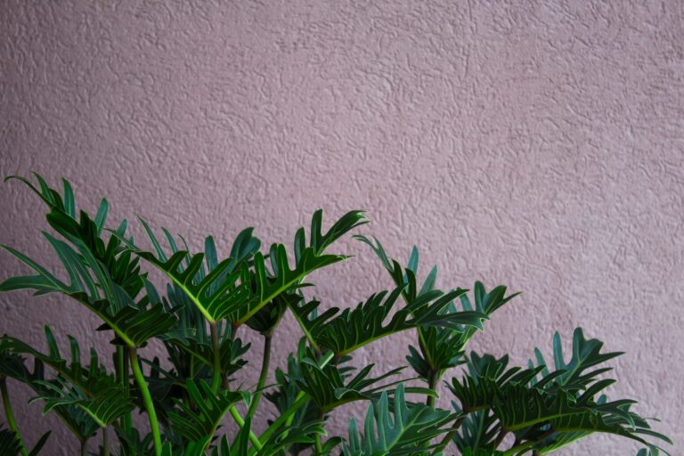 Image of plant leaves in front of a purple wall.