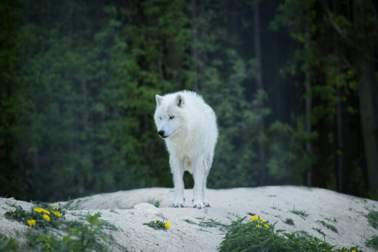 An image of a white wolf looking and standing on a mountain top.