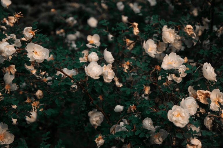 Image of a bushel of light pink roses.