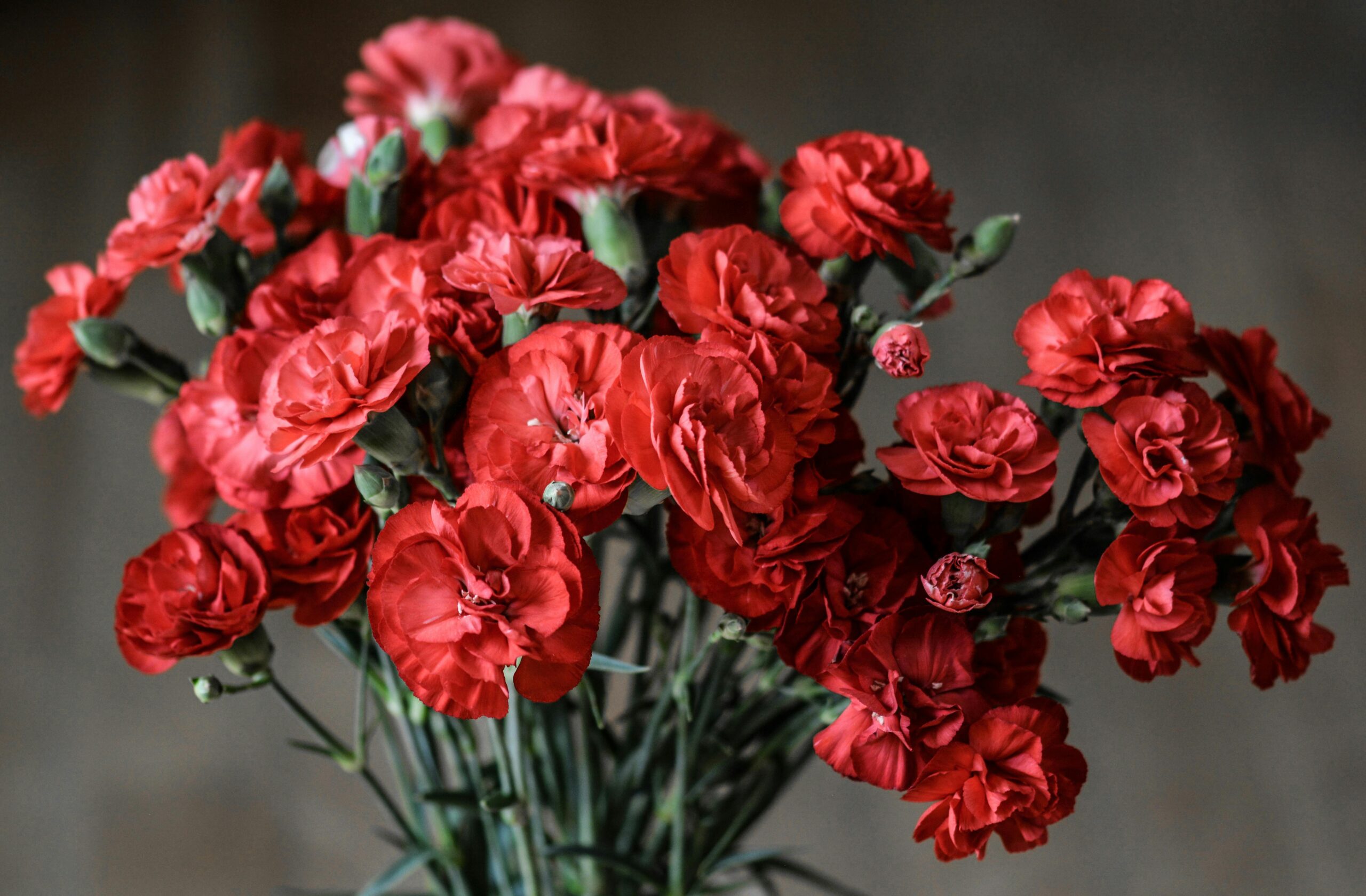 An image of red orange flowers with stems.