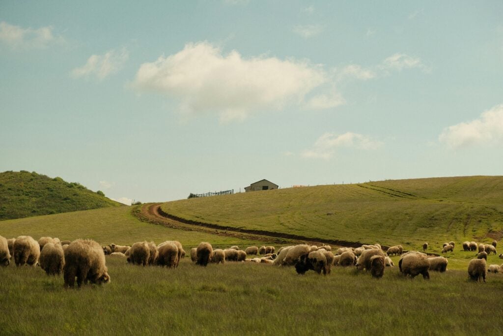 Image of animals in a field.