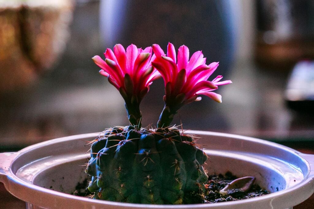 Up close shot of pink flowers blooming from a cactus plant.