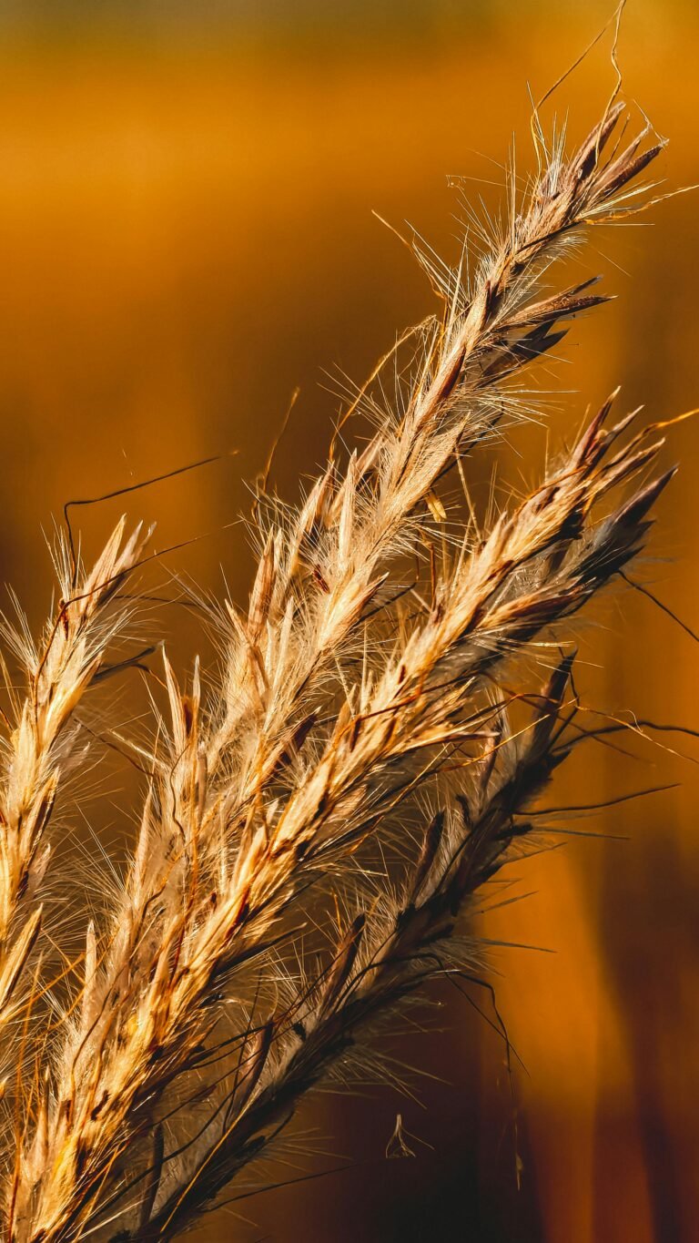 Close up of wheats and tares growing on a field.