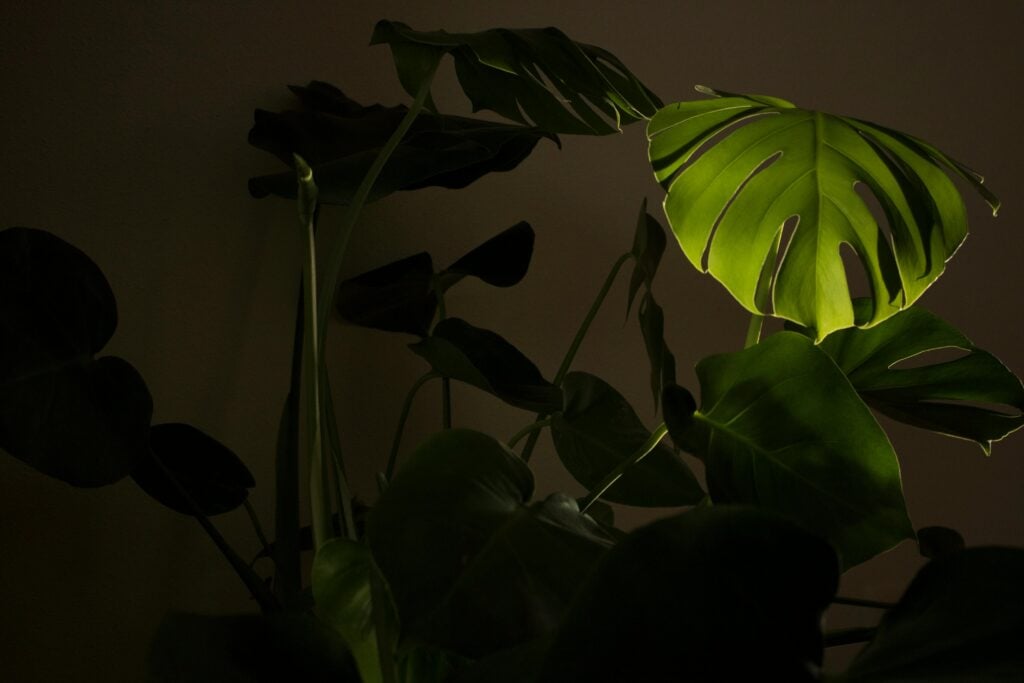 A large plant in the dark with a dim of light.