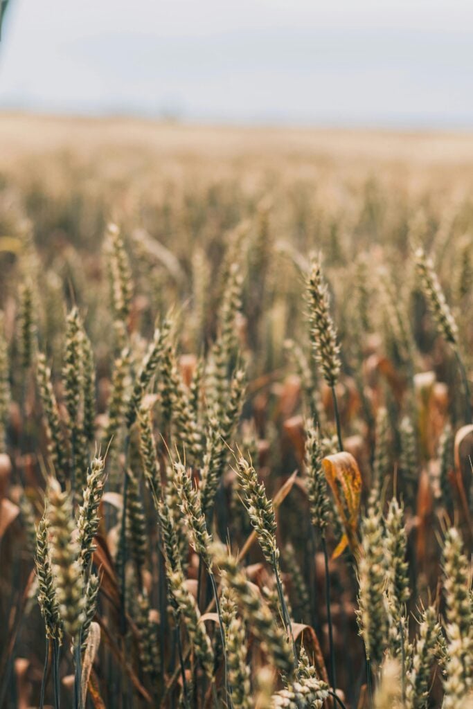 Image of field with wheat and tares growing.