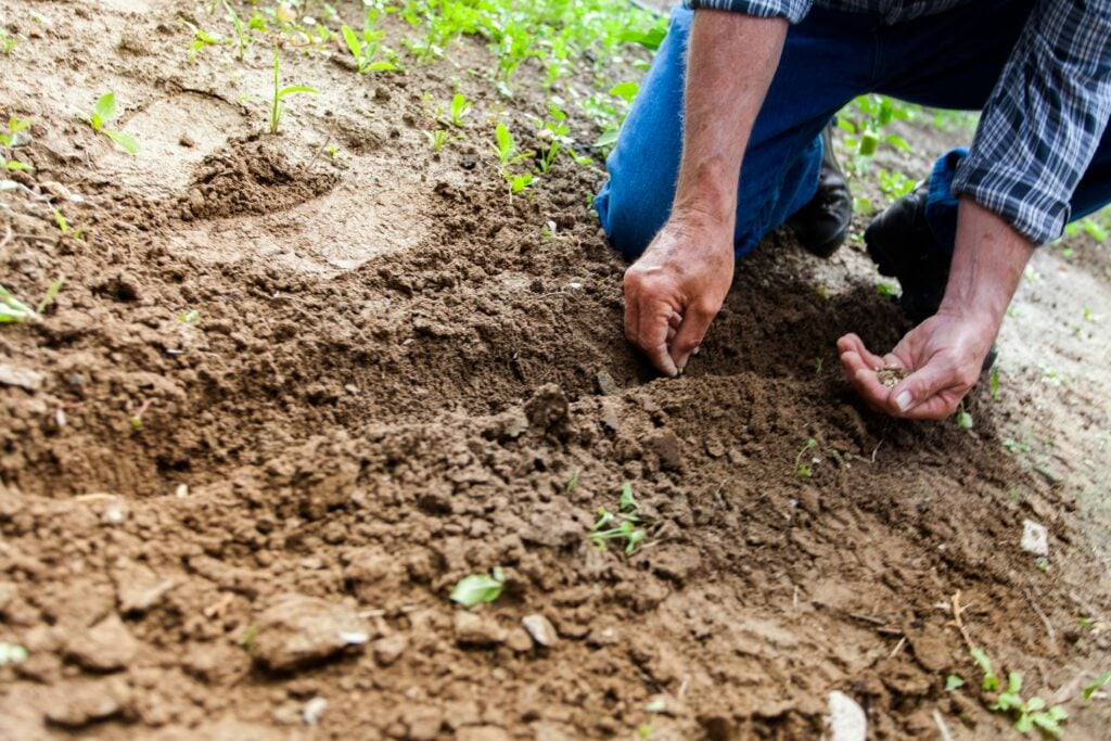 Man hands planting seeds in soil.