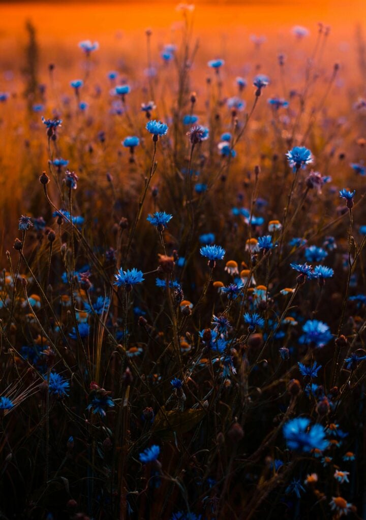 Blue flowers in a sunset field.