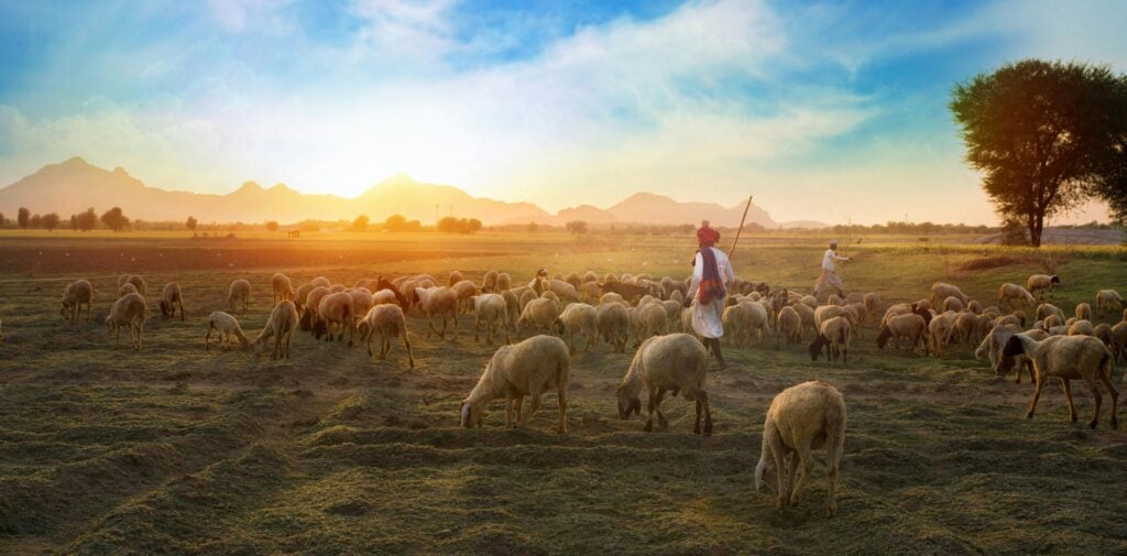A Shepherd on a field with sheep.
