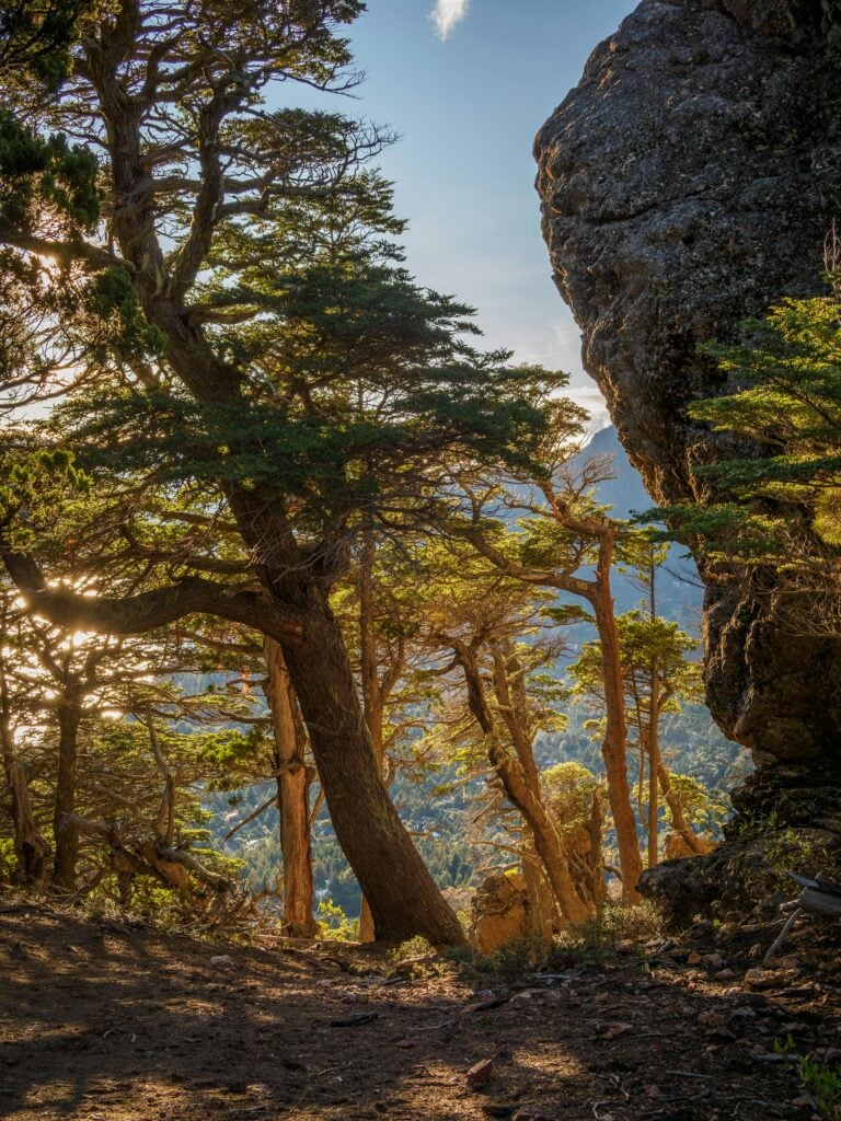 A really tall tree in a forest area.