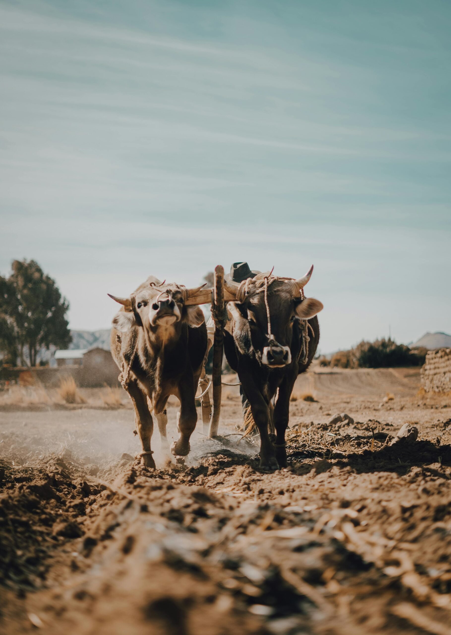 Two oxen walking together outside with a yoke.