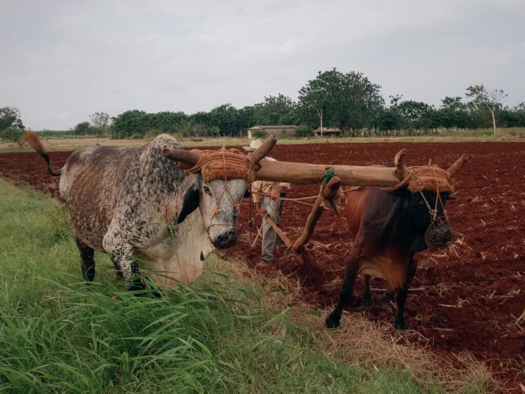 Two oxens walking on a field being held together by a yoke.