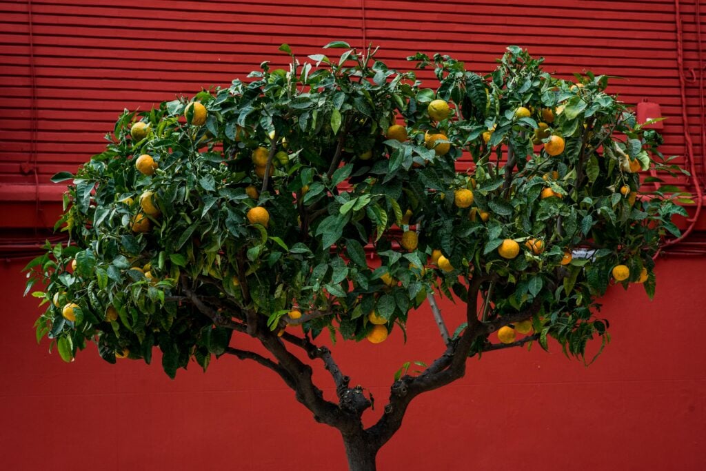 A fruitful tree in front of a red building.