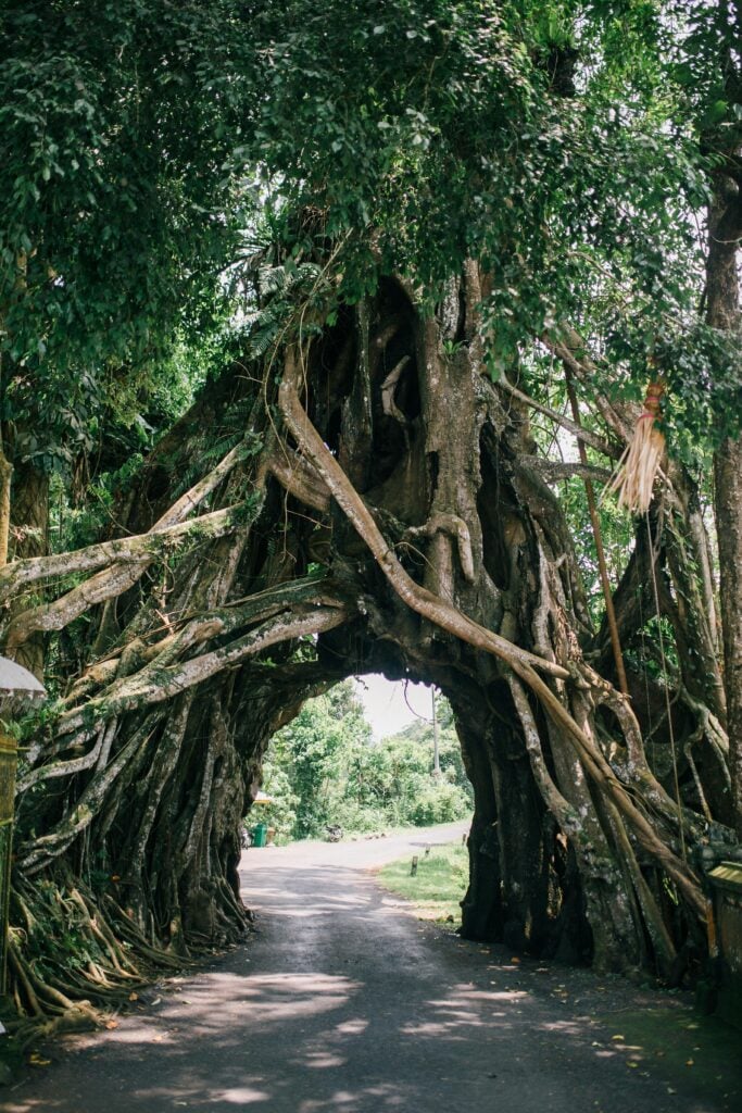 A tree with large roots.