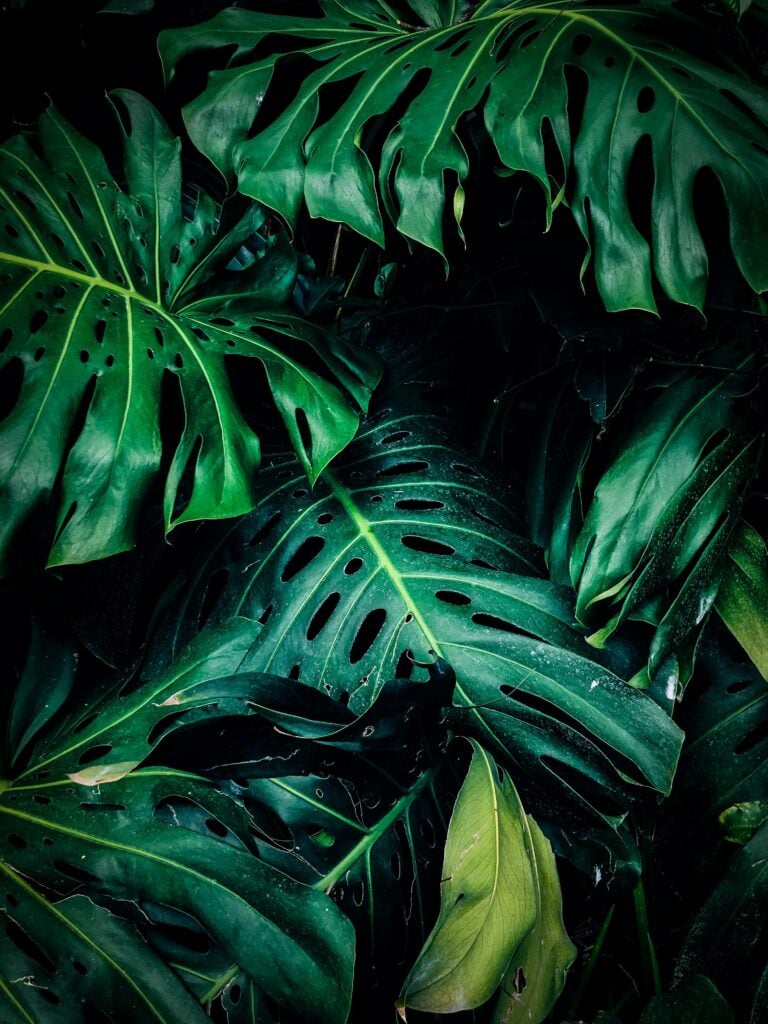 Up close shot of green tree leaves.