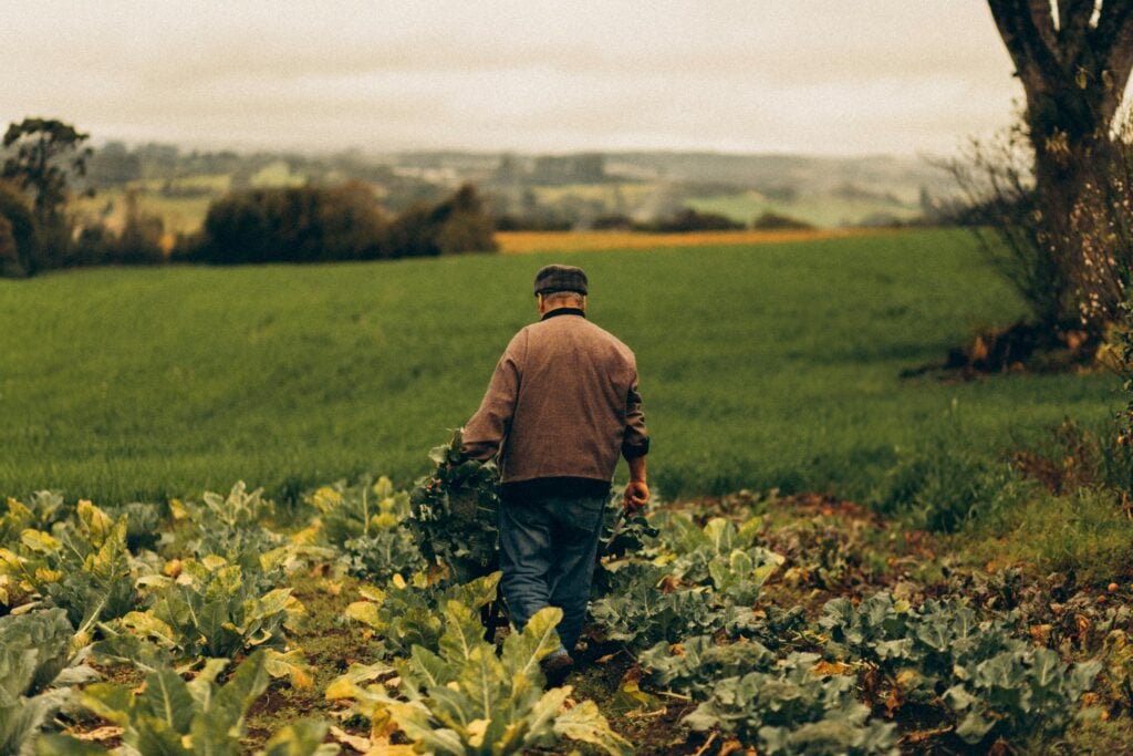 A man holding crops walking away in a field of plants.