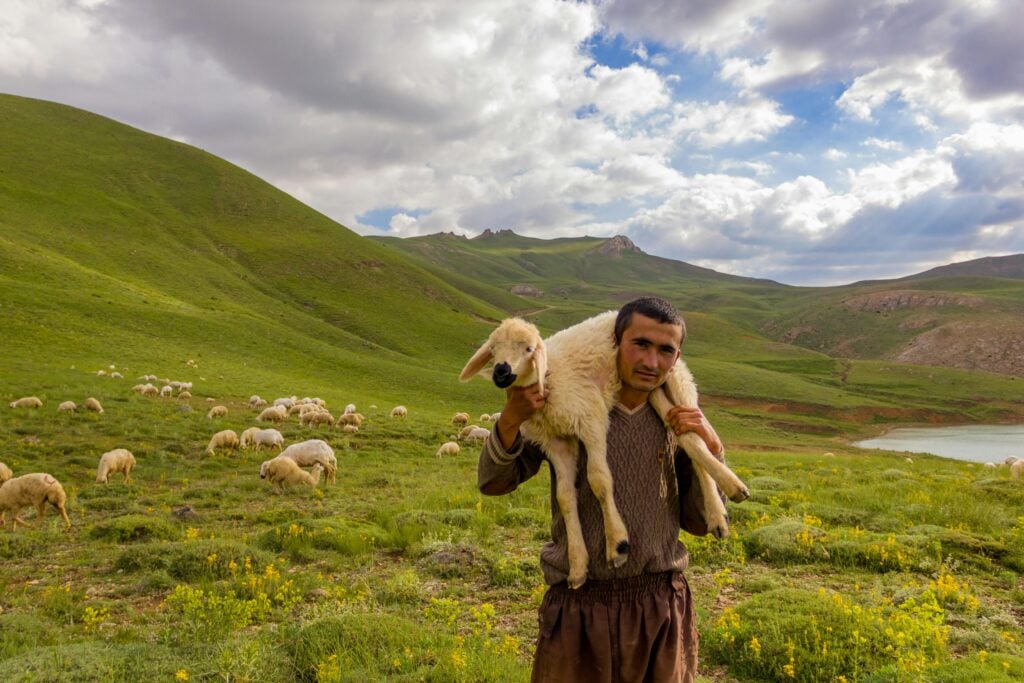 A man holding a sheep in a field full of sheep.