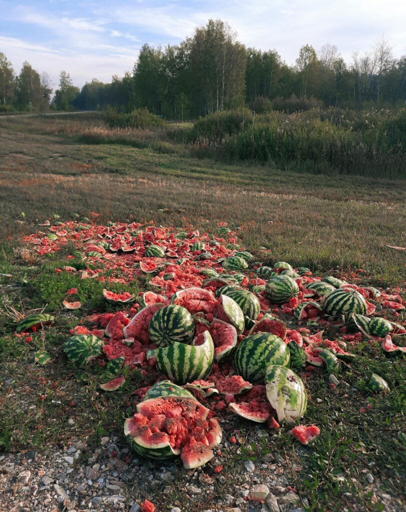 A lot of broken and ruined watermelon on a field.