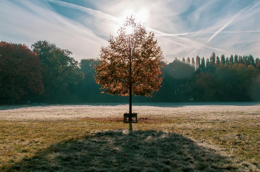 A tree grown tall in the middle of a field of grass.