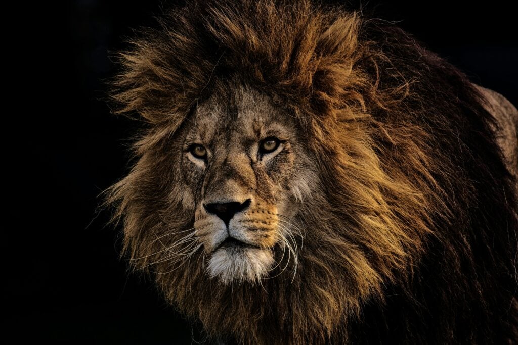 A lion looking forward to signify power and authority.