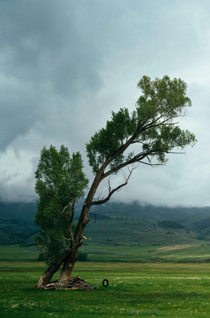 A large tree bending in a field of grass yet standing.