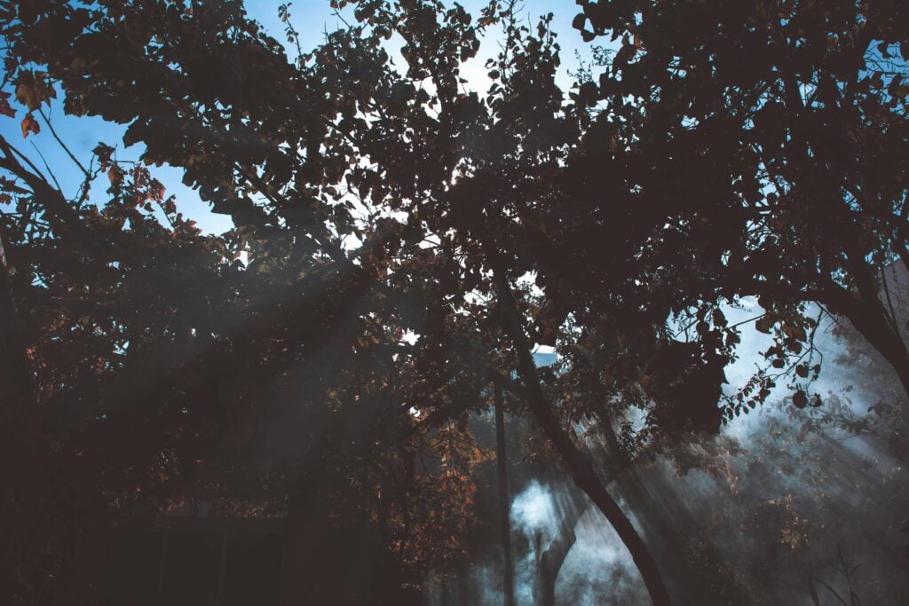 Upward view of trees and light breaking through the sky.