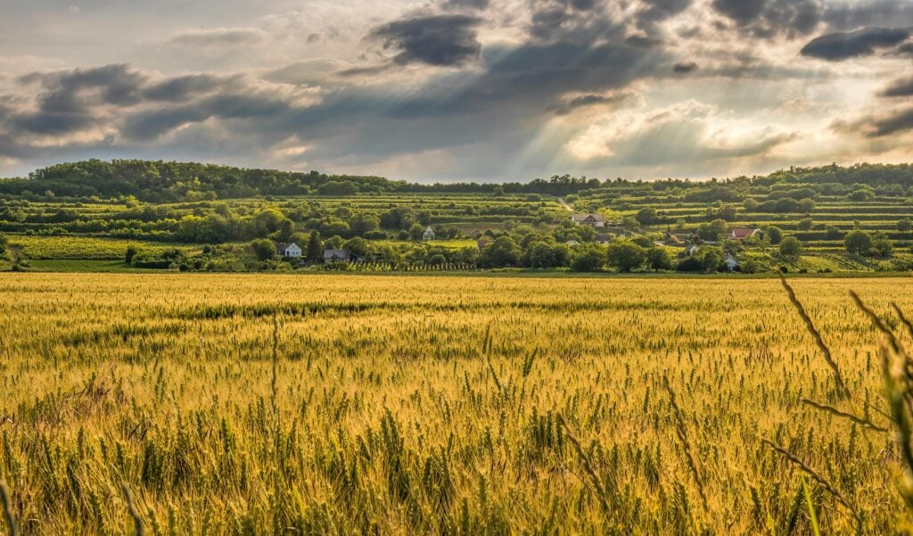 A large field of wheat and crops.