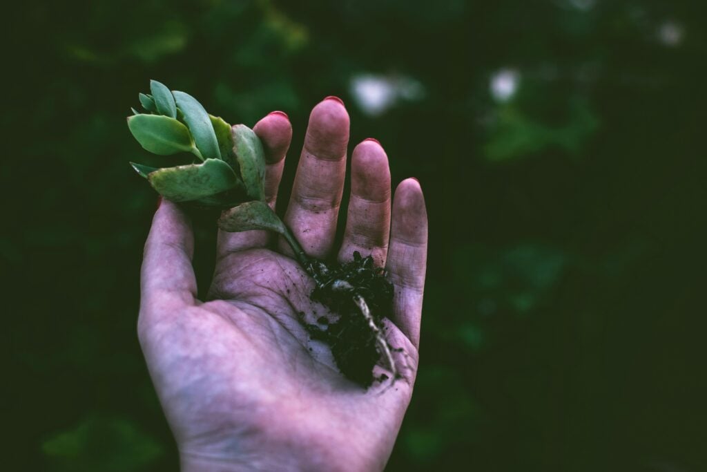 A hand holding an uprooted plant.