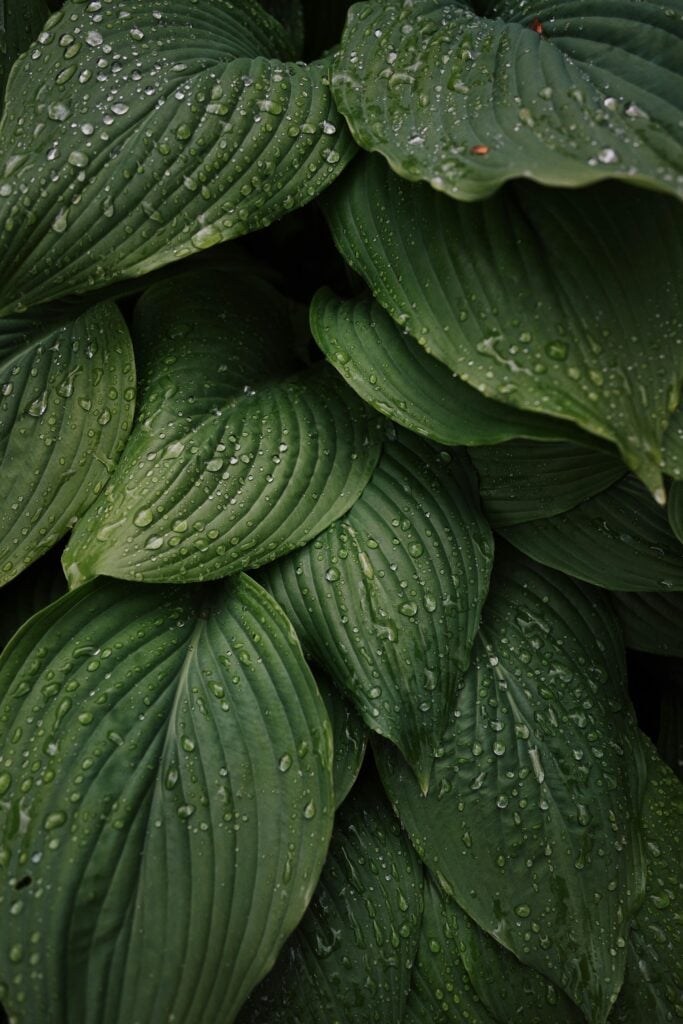 Up close shot of large green leaves with water droplets.