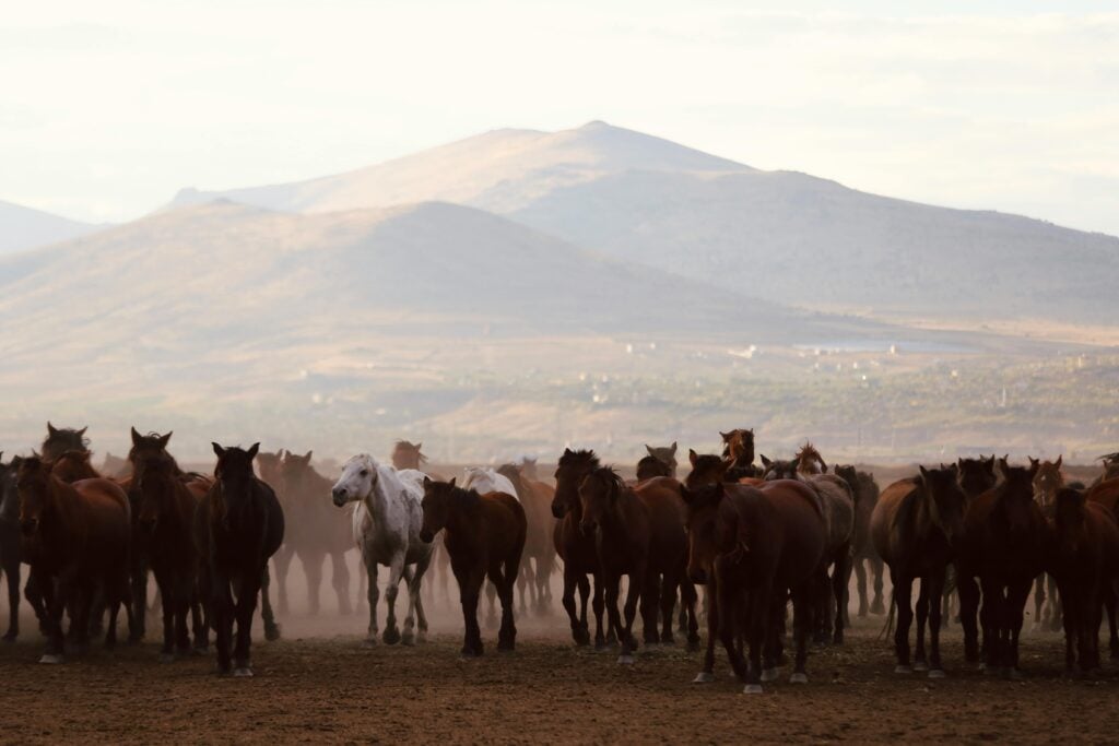 A herd of brown horses outdoors with one single white horse.