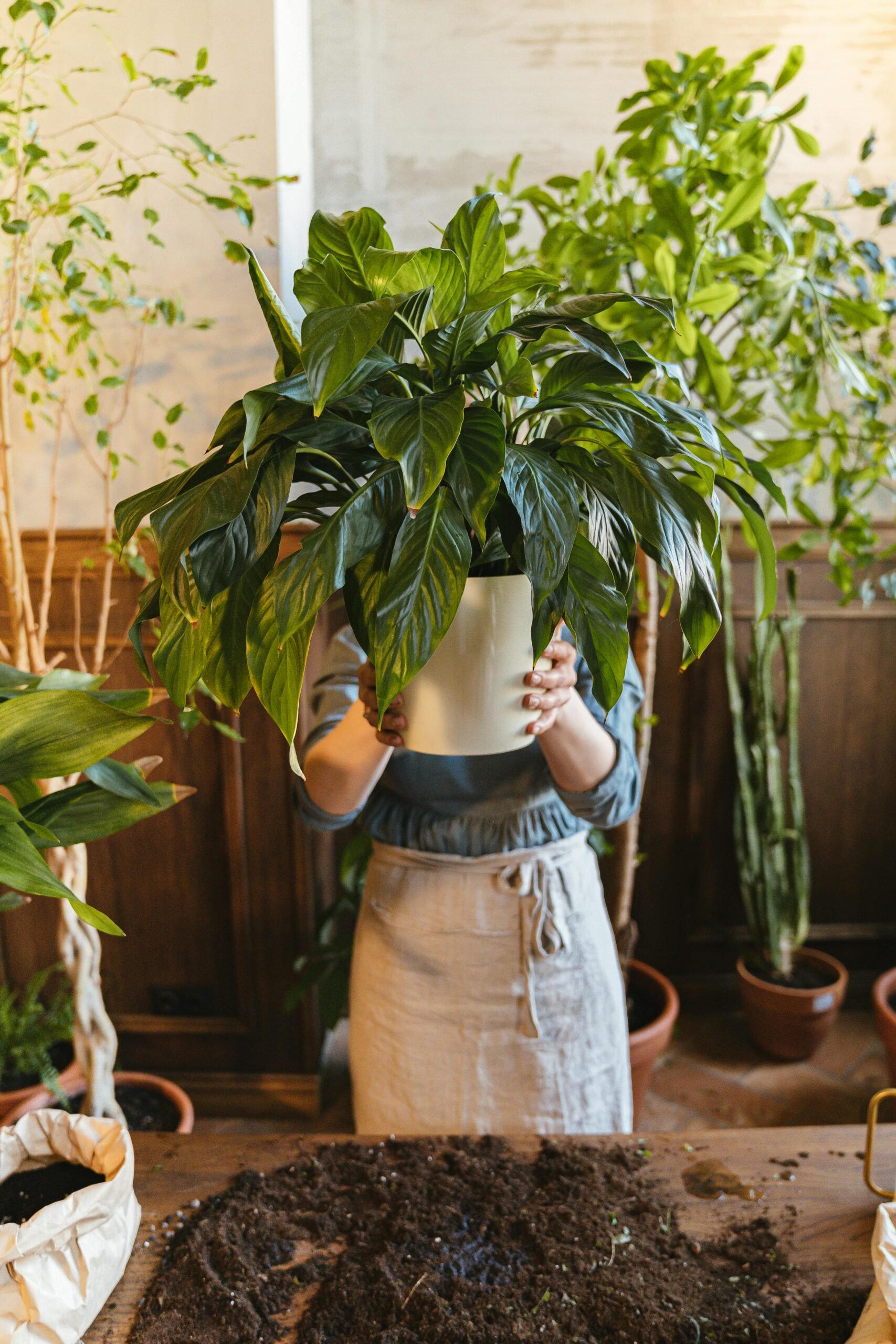 A woman holding a large plant in a pot with dirt.