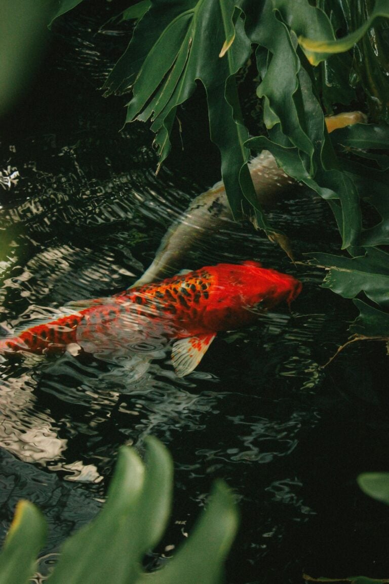 A red fish swimming in a stream of water.