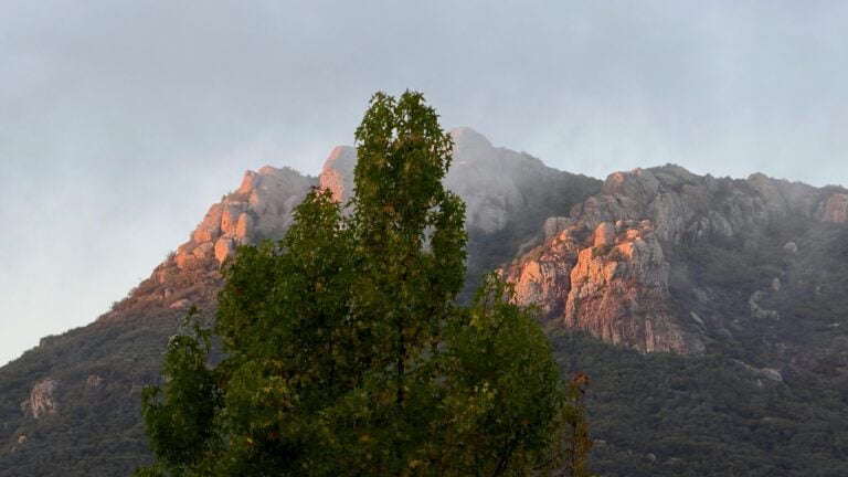 A tree with mountains in the background.