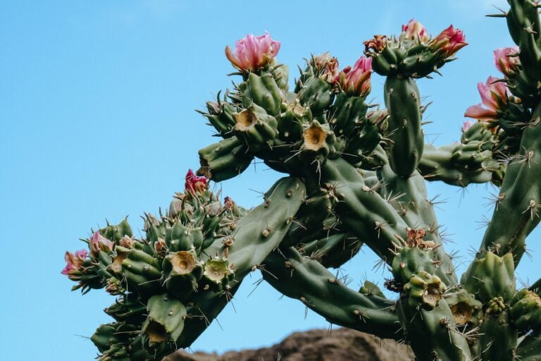Thorny plants with flowers outside.