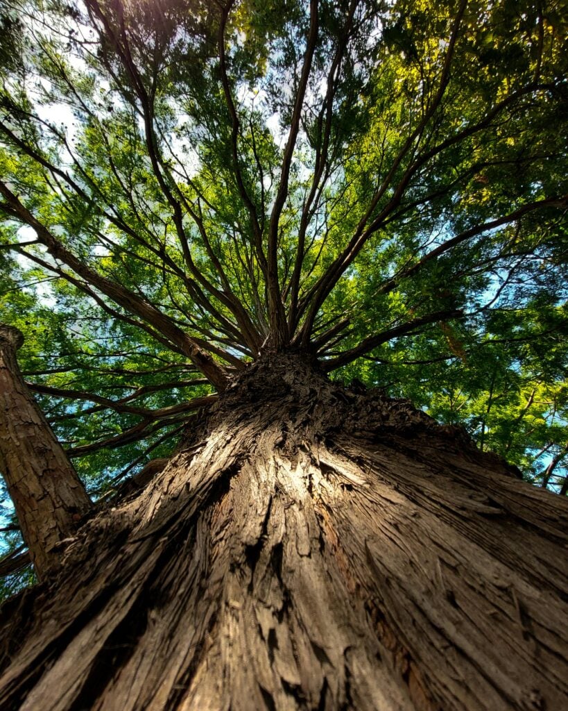 An upward view of a tall tree looking up the trunk towards the leaves.