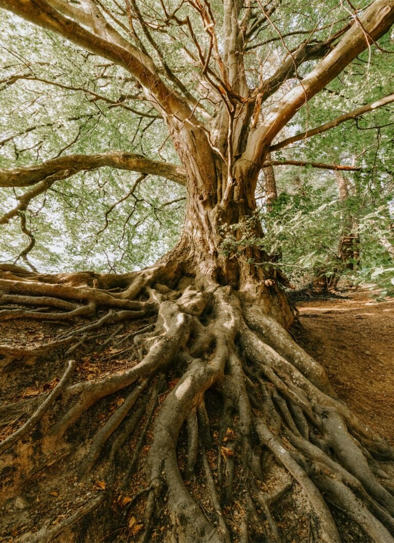 Large deep roots of a tree.