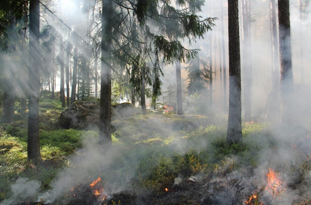 A forest of trees destroyed by fire and filled with smoke.