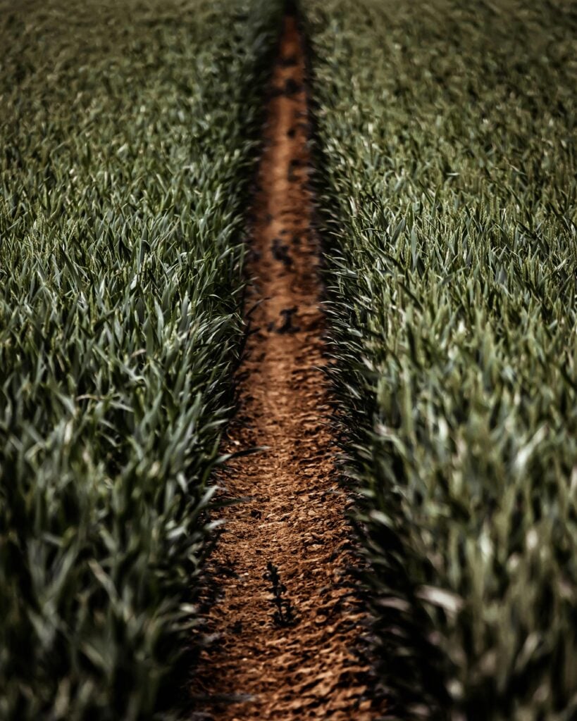 A straight narrow path with fields of green grass.
