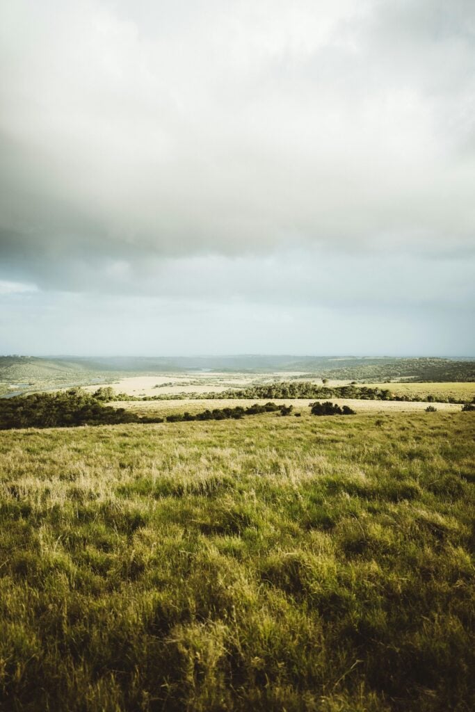 An open field with blue skies and greenery.