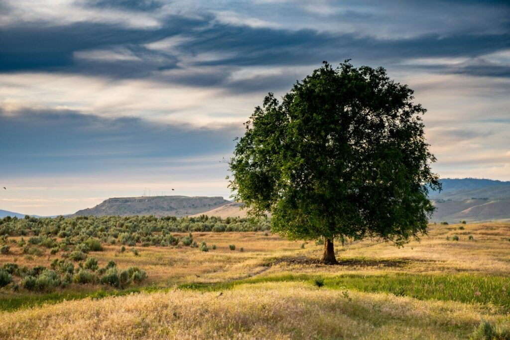 An open field with a large tree and blue skies and clouds.