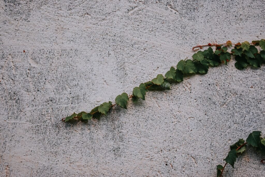 Concrete with two vine of plants.